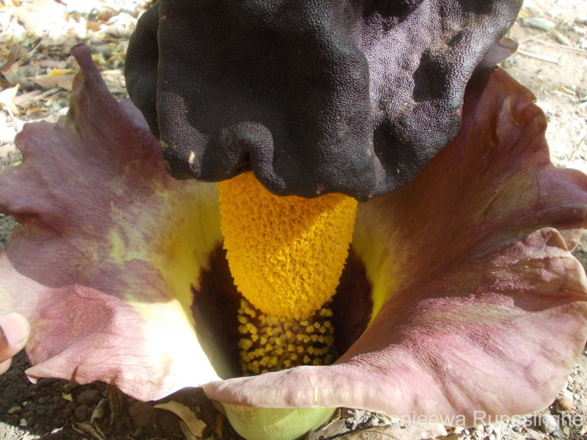 Amorphophallus paeoniifolius (Dennst.) Nicolson